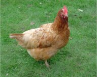 Pet hen in garden